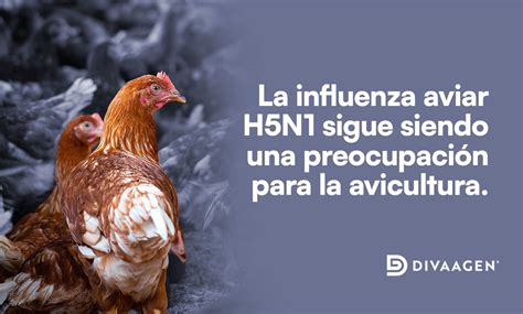 Inicio Divaagen
