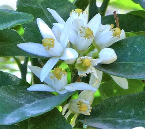 Growing Mandarin Oranges / Tangerines: Citrus reticulata