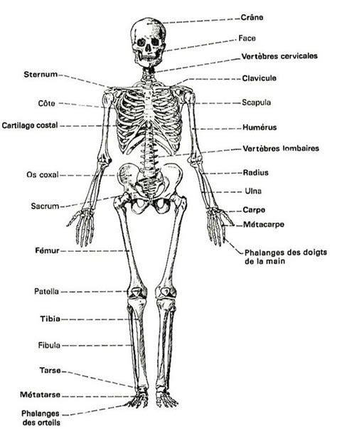 Squelette Recherche Google Squelette Humain Anatomie Squelette