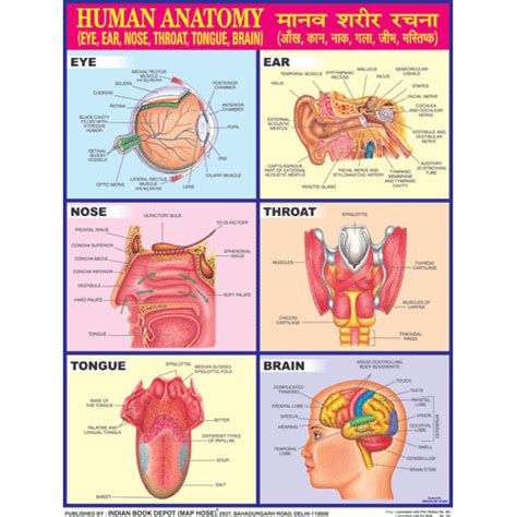 Human Nose Anatomy Diagram