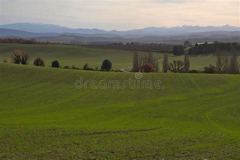 Winter Wheat Rolling Hills Evening Light Naked Trees Stock Photo