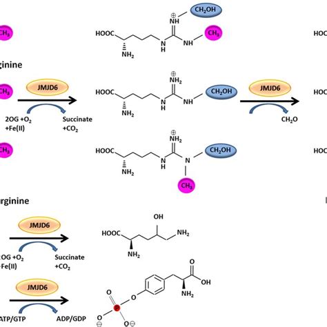 Transcriptional Pause Release Regulation Jmjd6 And Brd4 Demethylate