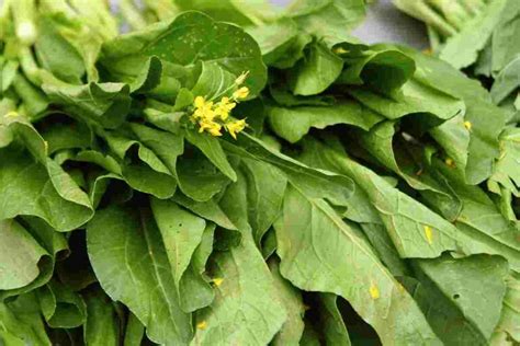 Mustard Leaves Health Benefits Nutrients And Uses Thip Media