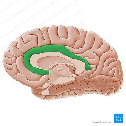 Sistema L Mbico Anatomia Kenhub