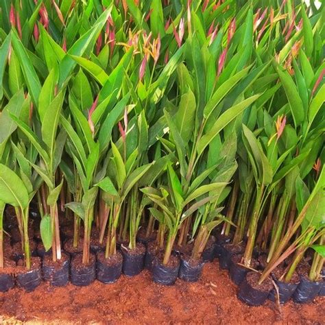 Jual Tanaman Hias Pisang Heliconia Pohon Pisang Helicornia Di Lapak