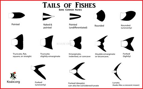 Caudal Fin Types — Koaw Nature