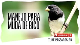 Total Imagem Como Fazer Muda De Bico De Papagaio Br Thptnganamst