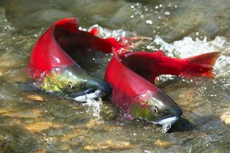 Ikan Salmon, Ikan Dengan Sirip dan Tulang Punggung Berjumlah Puluhan