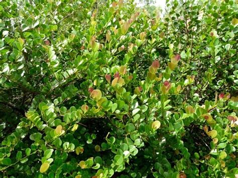 Bahamas Native Plants Fox Hill Nursery