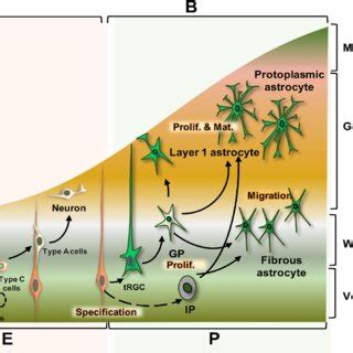 Neurogenesis And Gliogenesis In The Embryonic And Postnatal Stages