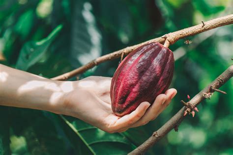 Treegether: sponsor your very own cocoa tree and support farmers