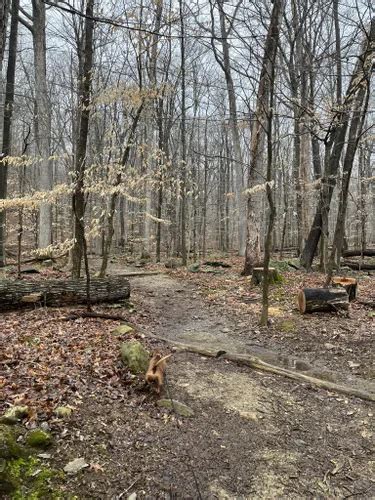 2023 Best Wild Flowers Trails In Catoctin Mountain Park AllTrails