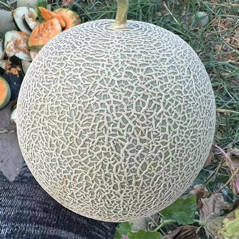 Hybrid F1 High Qualily Sweet Musk Melon Hami Melon Seeds For Growing