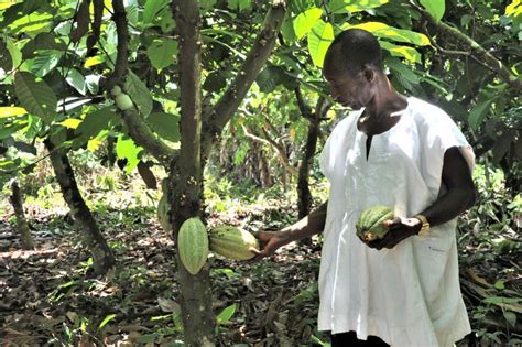 Hello Africa A Visit To Ghanas Cocoa Plantation Hometown Of