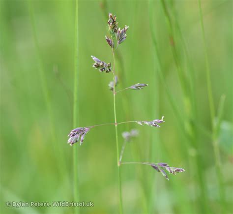 Smooth Meadow Grass Poa Pratensis Species Wildbristoluk