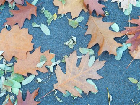 Fallen Leaves Lie On The Wet Asphalt Stock Photo Image Of Seasonal