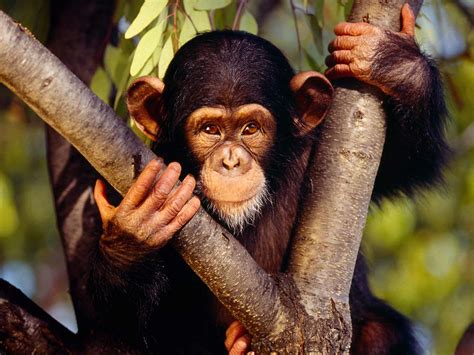 Chimpanzees Wallpapers Pets Cute And Docile