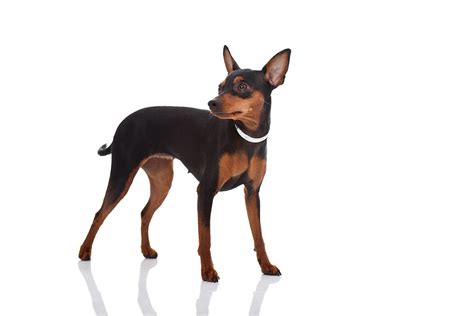 Miniature Pinscher Breed Guide Petbarn