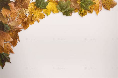 Maple Leaf background