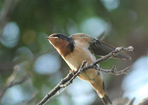A Collection Of Bird Theresa Meegan Photography