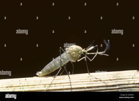 Mosquito Culex Sp Stock Photo Alamy