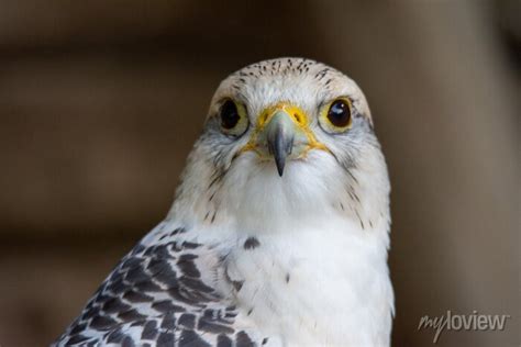 Ptak Drapieżny Bird Ptak Dzika Natura Jastrząb Drapieżnik Posters