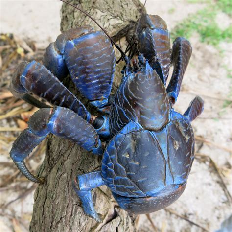 Coconut Crab.The most biggest and powerful crab in the world! : r/mopeio