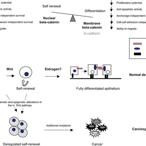 Wnt E Cadherin Connection In Stem Cell Self Renewal Differentiation