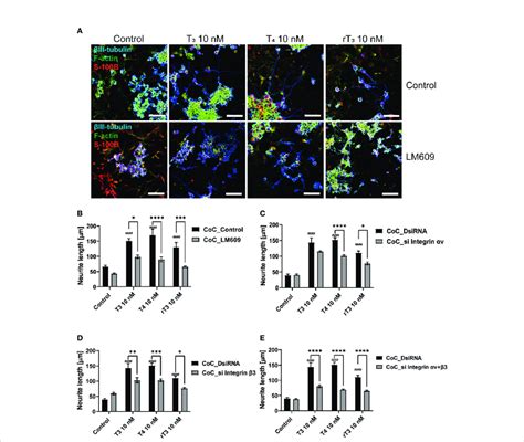 Integrin Avb Affect Neurite Outgrowth Induced By Th In Co Culture Of