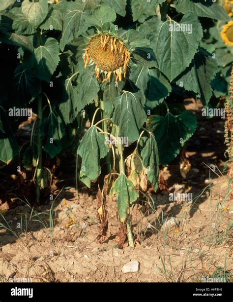 Phytophthora Root Rot Hi Res Stock Photography And Images Alamy