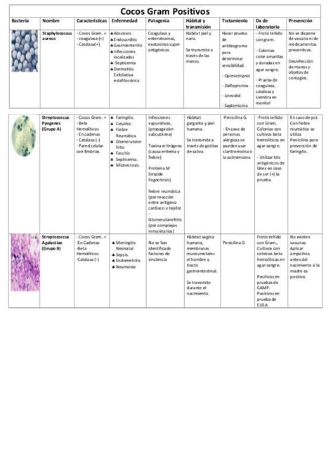 Tablas Bacterias Caracteristicas De Las Bacterias Microbiolog A I