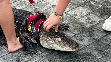 Emotional support alligator 'Wally' stolen in Georgia, released in ...