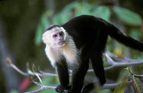 Capuchin Art Pixels