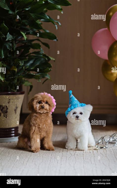 Cute white Bichon Frise and Teacup Poodle dogs celebrating birthday at ...