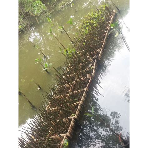 Jual Bibit Bakau Mangrove Sudah Berdaun Berakar Shopee Indonesia