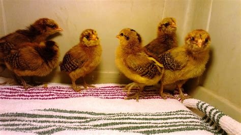 Saltbush Flats Ameraucana Chicks To Pullets