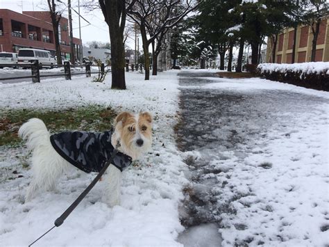 雪のお散歩だよ