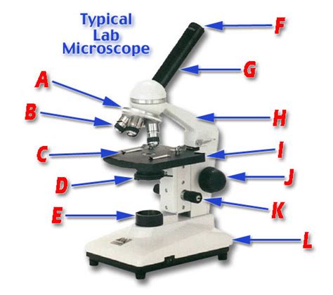 Microscope Parts Diagram | Quizlet