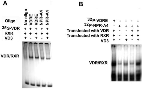 VD Promotes Binding Of VDR To VDRE In Intact Cells But Not In Cell Free