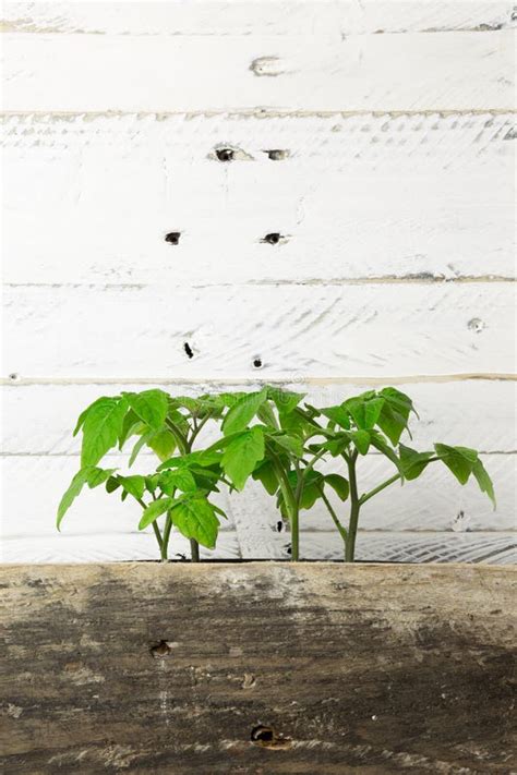 Tiros Verdes Novos Da Parte Traseira Do Branco Da Planta Decorativa Do