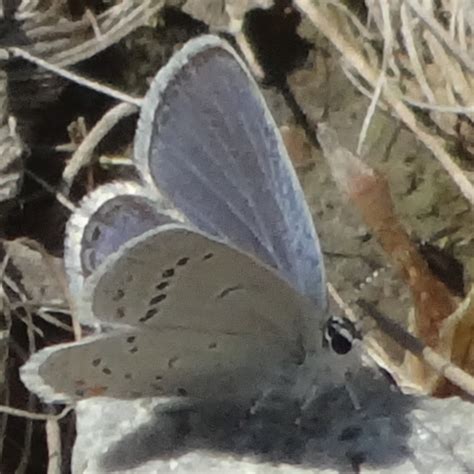 Eastern Tailed Blue From Cooksville Mississauga On Canada On May