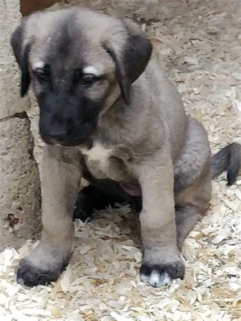 Kangal puppies | in Eltham, London | Gumtree