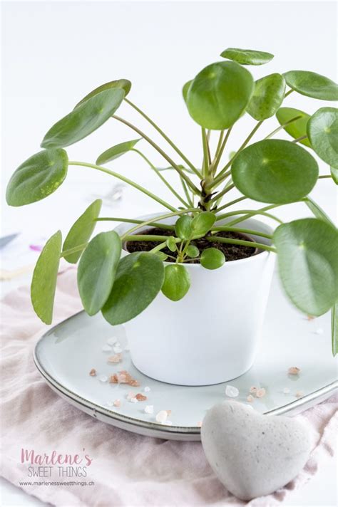 Pilea Vermehren Und Pflegen Ficus Pumila Plants Ficus