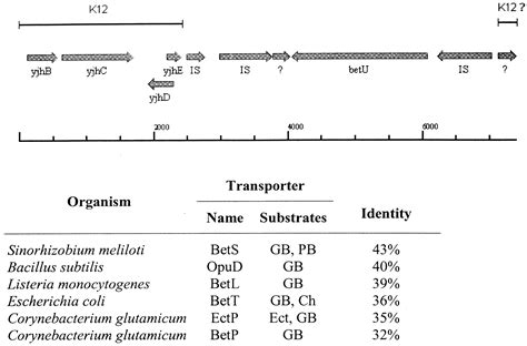 Osmoregulatory Systems Of Escherichia Coliidentification Of Betaine