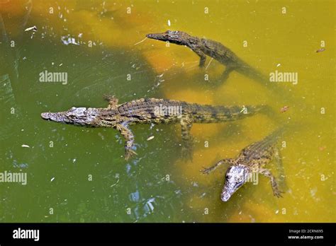 Crocodile at Victoria Falls Stock Photo - Alamy