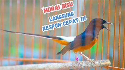 Detik Sore Pancingan Murai Batu Gacor Sekali Denger Ampuh