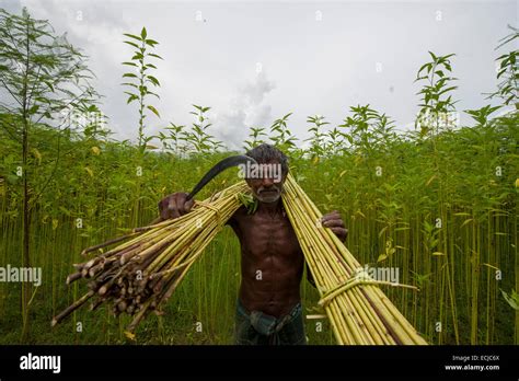 Farmer Processing Jute From Jute Plants Jute In Bangladesh Is Called