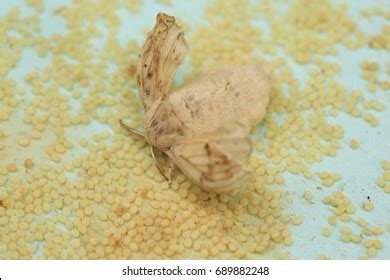 156 Silkworm Hatching Images, Stock Photos & Vectors | Shutterstock