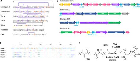 Ruminococcin C A Promising Antibiotic Produced By A Human Gut Symbiont