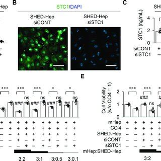 Stanniocalcin 1 STC1 Knock Down Attenuates The Effects Of SHED Heps